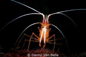 Redbanded cleaner shrimp in the spotlight or better in th... by Danny Van Belle 